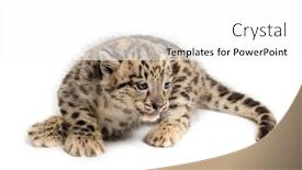  Presentation with snow - PPT layouts with snow-leopard-cub-panthera-uncia background and a white colored foreground