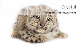  Presentation with snow - Colorful slide deck enhanced with snow-leopard-cub-panthera-uncia backdrop and a white colored foreground