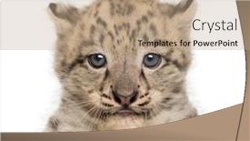  Presentation with snow - Theme having snow-leopard-cub-panthera-uncia background and a coral colored foreground