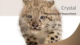  Presentation with snow - Audience pleasing PPT layouts consisting of snow-leopard-cub-panthera-uncia backdrop and a coral colored foreground