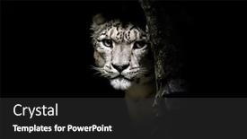  Presentation with regions - Presentation theme enhanced with snow-leopard-panthera-uncia-watches background and a dark gray colored foreground