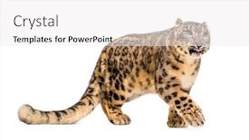  Presentation with white snow - PPT layouts having snow leopard panthera uncia also background and a white colored foreground