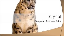  Presentation with white snow - Audience pleasing slide deck consisting of snow leopard panthera uncia also backdrop and a white colored foreground