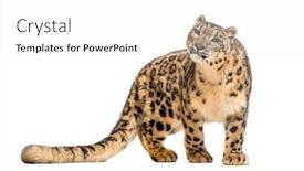  Presentation with white snow - PPT theme featuring snow leopard panthera uncia also background and a white colored foreground