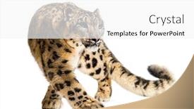  Presentation with white snow - Presentation design enhanced with snow leopard panthera uncia also known as the ounce walking against white background background and a white colored foreground