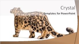  Presentation with white snow - Audience pleasing presentation theme consisting of snow leopard panthera uncia also known as the ounce walking against white background backdrop and a white colored foreground