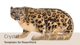  Presentation with white snow - Presentation featuring snow leopard panthera uncia also background and a coral colored foreground