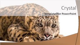  Presentation with white snow - Beautiful slide deck featuring snow-leopard-panthera-uncia backdrop and a white colored foreground
