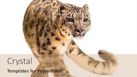  Presentation with white snow - Colorful presentation theme enhanced with snow leopard panthera uncia also backdrop and a coral colored foreground