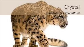  Presentation with white snow - Amazing PPT theme having snow leopard panthera uncia also backdrop and a coral colored foreground
