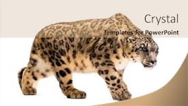  Presentation with white snow - PPT theme with snow leopard panthera uncia also background and a coral colored foreground