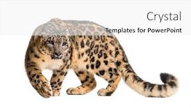  Presentation with white snow - Beautiful PPT theme featuring snow leopard panthera uncia also backdrop and a white colored foreground