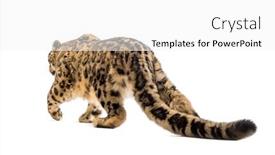  Presentation with white snow - Presentation design featuring snow-leopard-panthera-uncia background and a white colored foreground