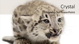  Presentation with white snow - PPT layouts with snow leopard uncia uncia background and a coral colored foreground