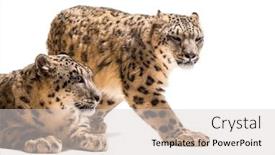  Presentation with white snow - Cool new slide deck with snow leopards panthera uncia also backdrop and a light gray colored foreground