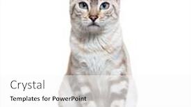  Presentation with snow cat - Slide set featuring snow-lynx-bengal-cat-facing background and a white colored foreground