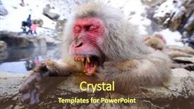  Presentation with hot spring - Audience pleasing slide deck consisting of snow monkey - japanese macaque relaxes backdrop and a  colored foreground