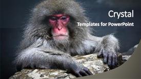  Presentation with monkey - Cool new slide deck with snow monkey at jigokudani near backdrop and a tawny brown colored foreground