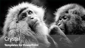  Presentation with purple floral snow - Slides having snow monkey at jigokudani near background and a gray colored foreground