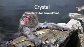  Presentation with bonobo monkey - Presentation theme with snow monkey at jigokudani near background and a gray colored foreground