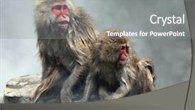  Presentation with monkey - Presentation having snow monkey at jigokudani near background and a  colored foreground