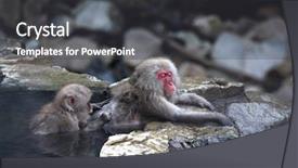  Presentation with camping snow - Theme with snow monkey at jigokudani near background and a  colored foreground