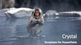  Presentation with monkey - Presentation design with snow monkey at jigokudani near background and a gray colored foreground