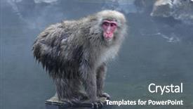  Presentation with monkey - Cool new PPT theme with snow monkey at jigokudani near backdrop and a dark gray colored foreground