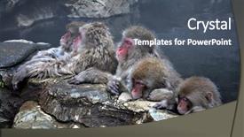  Presentation with monkey - Audience pleasing presentation consisting of snow monkey at jigokudani near backdrop and a dark gray colored foreground