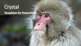  Presentation with bonobo monkey - Cool new slides with snow monkey at jigokudani near backdrop and a  colored foreground