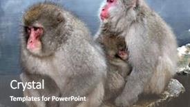  Presentation with monkey - PPT theme with snow monkey at jigokudani near background and a gray colored foreground