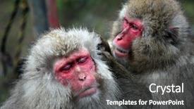  Presentation with monkey - Cool new presentation theme with snow monkey at jigokudani near backdrop and a dark gray colored foreground