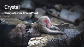  Presentation with monkey - Colorful theme enhanced with snow monkey at jigokudani near backdrop and a dark gray colored foreground
