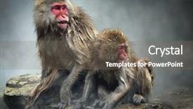  Presentation with monkey - PPT theme having snow monkey at jigokudani near background and a gray colored foreground