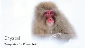  Presentation with snow - Theme enhanced with snow-monkey-japanese-macaque background and a cool aqua colored foreground