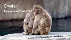  Presentation with monkey - Beautiful slide set featuring snow monkey love backdrop and a  colored foreground