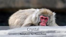  Presentation with monkey - Audience pleasing presentation theme consisting of snow-monkey backdrop and a light gray colored foreground
