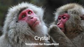  Presentation with monkey - Audience pleasing PPT theme consisting of snow monkeys at jigokudani near backdrop and a dark gray colored foreground