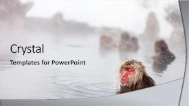  Presentation with hot springs - Amazing slide set having snow monkeys japanese macaques bathe backdrop and a white colored foreground