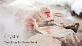  Presentation with hot springs - Audience pleasing presentation consisting of snow-monkeys-japanese-macaques-bathe backdrop and a soft green colored foreground