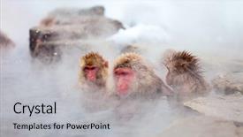  Presentation with hot springs - Cool new slide deck with snow monkeys japanese macaques bathe backdrop and a light gray colored foreground