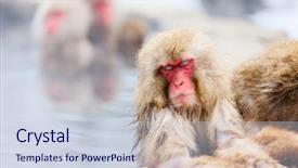  Presentation with hot springs - Slide deck enhanced with snow monkeys japanese macaques bathe background and a sky blue colored foreground