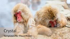  Presentation with hot springs - Amazing PPT layouts having snow monkeys japanese macaques bathe backdrop and a coral colored foreground
