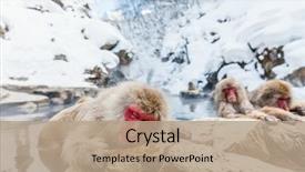  Presentation with onsen - Cool new presentation theme with snow monkeys japanese macaques bathe backdrop and a coral colored foreground