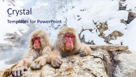  Presentation with onsen - Presentation with snow monkeys japanese macaques bathe background and a sky blue colored foreground