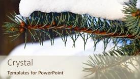  Presentation with branch - Amazing PPT layouts having snow-on-green-fir-branch backdrop and a soft green colored foreground