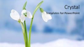  Presentation with beautiful nature - Audience pleasing slide deck consisting of snow on nature winter backdrop and a light blue colored foreground