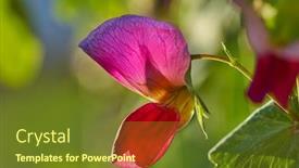  Presentation with orchard - Slide deck having snow pea pink flower in orchard field background background and a tawny brown colored foreground