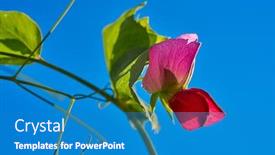 Presentation with pink sky - PPT theme featuring snow pea pink flower in blue sky background background and a teal colored foreground