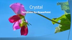  Presentation with pink sky - Cool new PPT theme with snow pea pink flower in blue sky background backdrop and a teal colored foreground